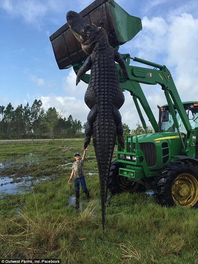 Hunters catch and kill enormous alligator terrorizing cattle Hunters catch and kill enormous alligator terrorizing cattle