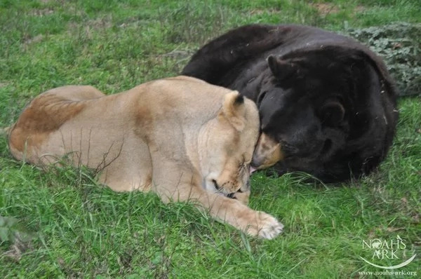 Watch how a lion, tiger and bear became inseparable friends. The most alluring thing you’ve seen in a while Watch how a lion, tiger and bear became inseparable friends. The most alluring thing you’ve seen in a while