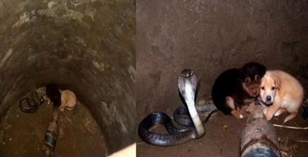 puppies-cobra puppies-cobra