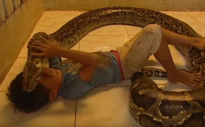 Burmese-python Burmese-python