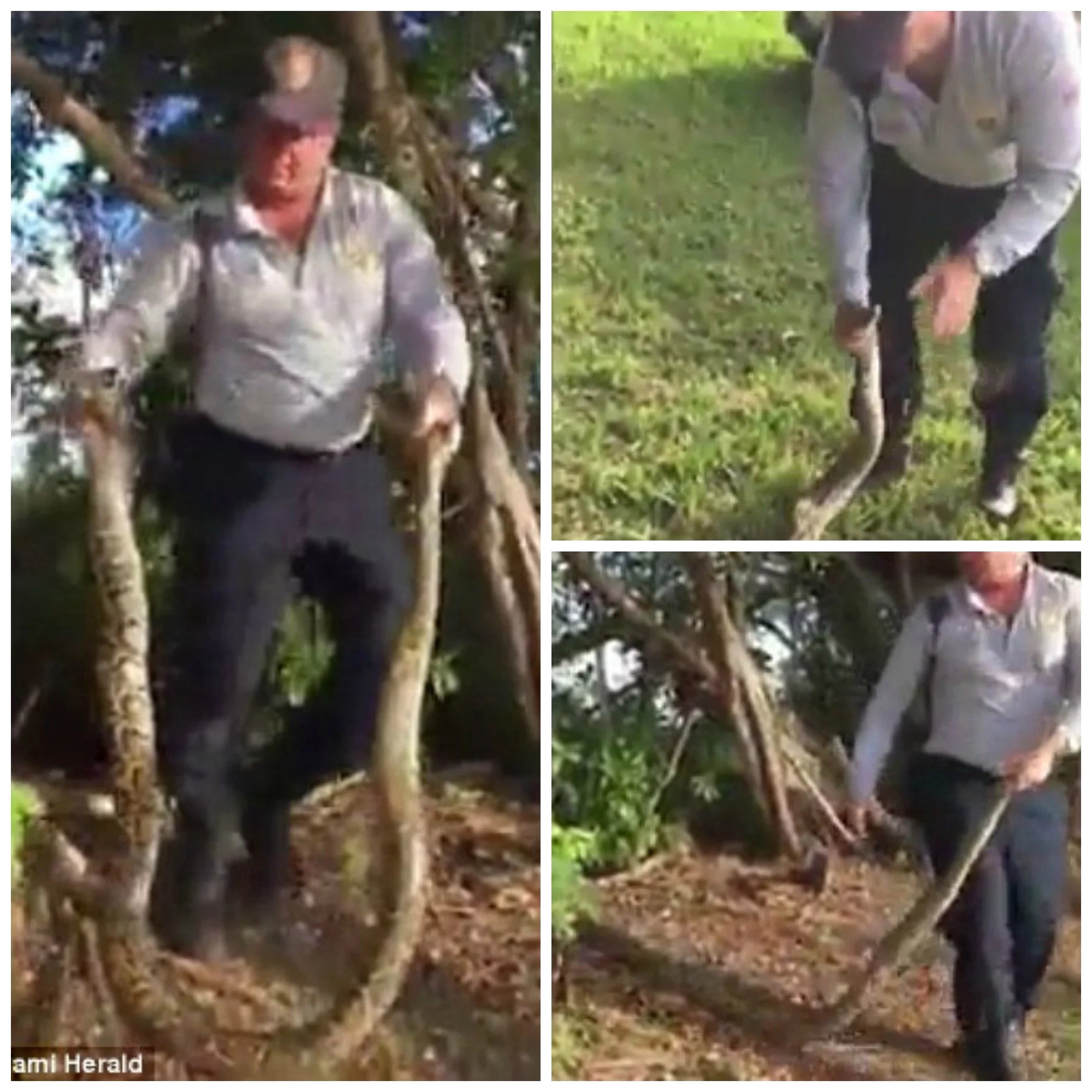 See man grappling with 3 meter PYTHON on the loose near school (photos, video)