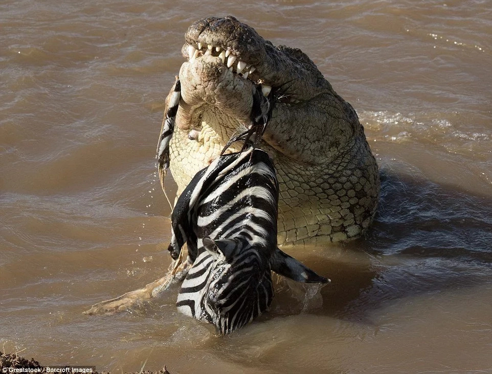 See horrifying moment crocodile swallows big zebra WHOLE in Kenya (photos)