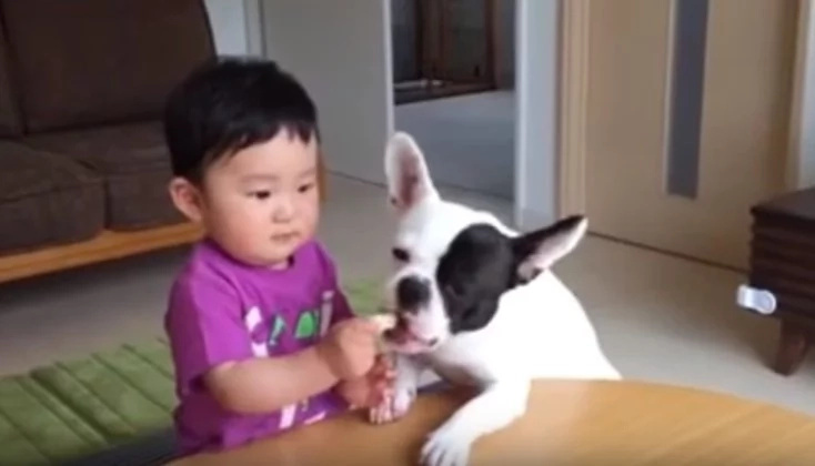 French-bulldog French-bulldog