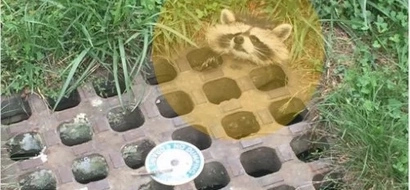 It took only a little cooking grease to rescue this raccoon stuck in sewer drain