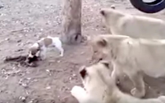 Jack Russell terrier fights of 3 lion cubs that are after his lunch Jack Russell terrier fights of 3 lion cubs that are after his lunch