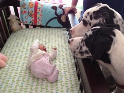 5 beautiful pictures that show just how much dogs love newborn babies