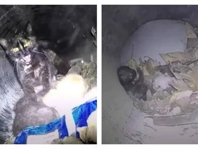 This mama cat and her kittens are trapped inside a train pipe. Rescuers sent in remote control car to locate them