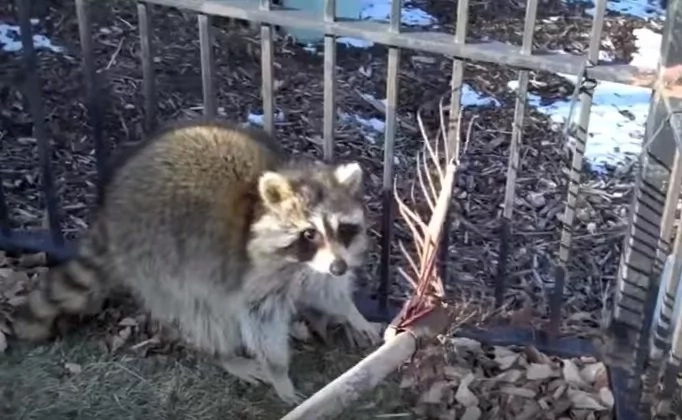 raccoon-clip raccoon-clip