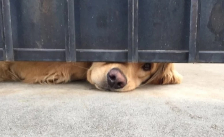 Heartbroken Dog Is Lying For Hours In The Same Place Every Day And The Reason Leaves People Speechless... Heartbroken Dog Is Lying For Hours In The Same Place Every Day And The Reason Leaves People Speechless...