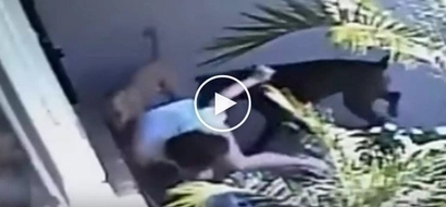 Kawawang mag-ina! Violent dogs’ brutal attack on helpless mother and child caught on video