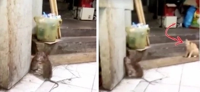 Ang intense! Two huge rats fight against each other while a cat looks on