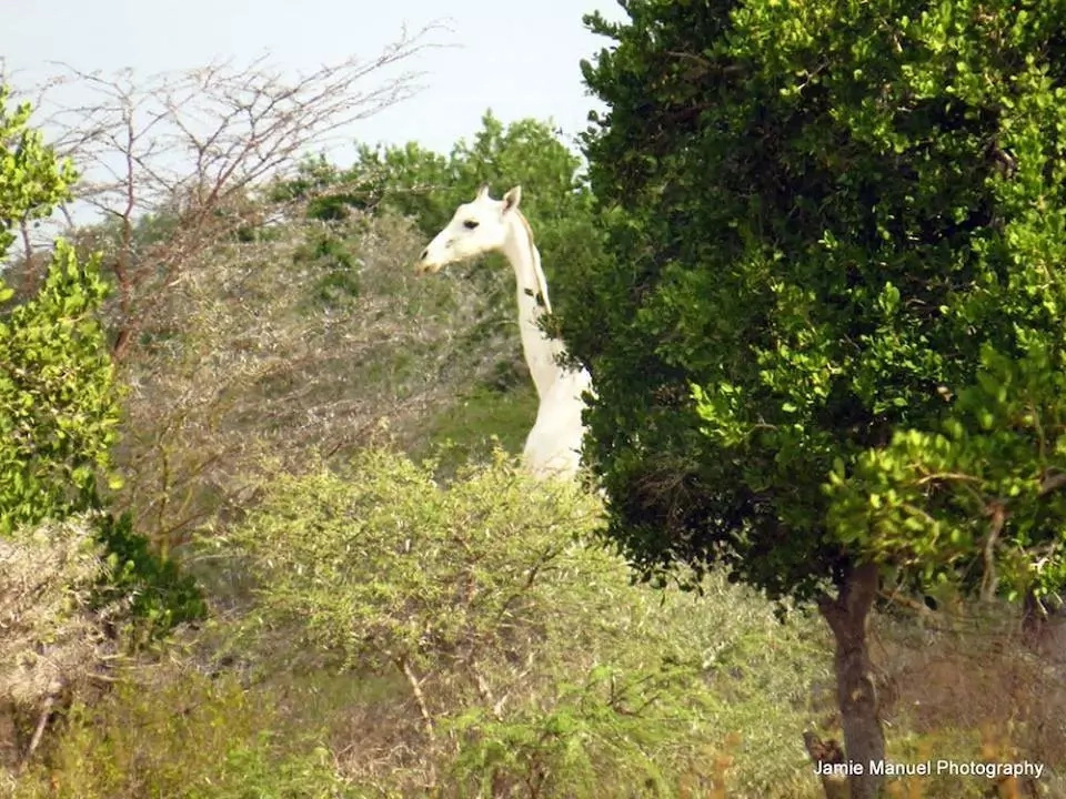 Ever seen an albino Giraffe? Here is one in Kenya