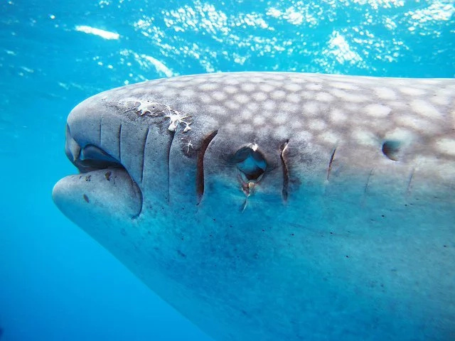 4 reasons not to swim with whale sharks in PH 4 reasons not to swim with whale sharks in PH