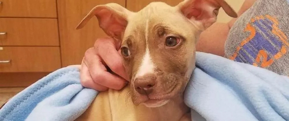 This heroic pitbull saved the life of a little puppy! This heroic pitbull saved the life of a little puppy!