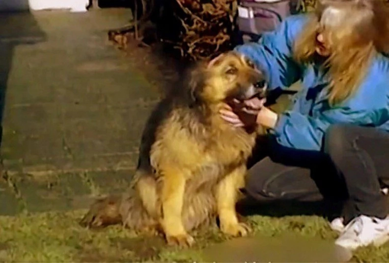 This dog was chained for 10 years, what happened next will move you [VIDEO]