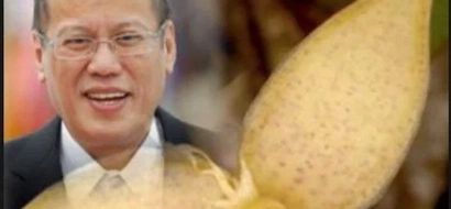 Why a newly-discovered orchid was named after Pnoy