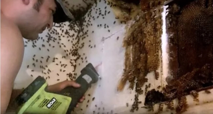 bee-hive bee-hive