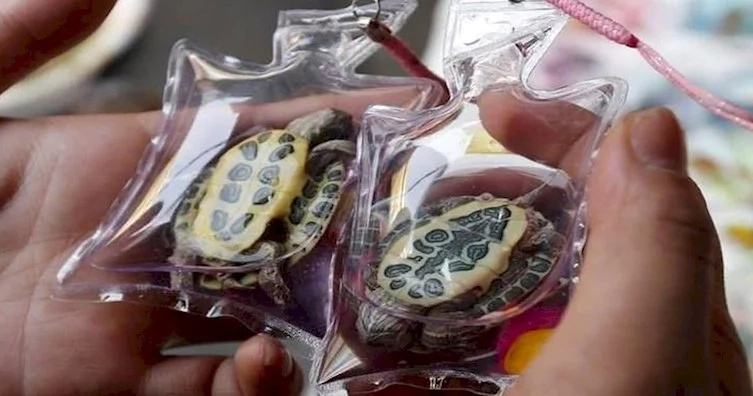 Chinese imprisoning living beings and using them as keychains accused of animal cruelty Chinese imprisoning living beings and using them as keychains accused of animal cruelty