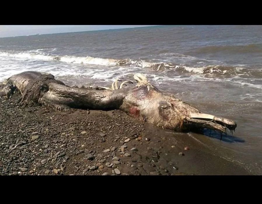 10 unknown sea monsters found by people that will scary you to the death 10 unknown sea monsters found by people that will scary you to the death