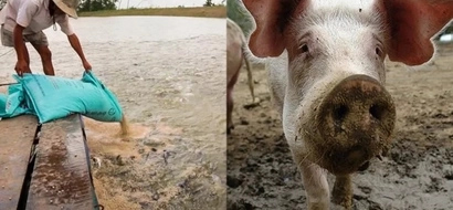 Kadiri naman! FDA warns people of eating Tilapia being feed with animal feces