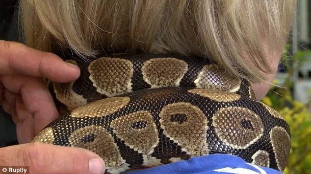 Slithery relaxation! This hair salon offers neck massage by a PYTHON and it's proving popular (photos, video) Slithery relaxation! This hair salon offers neck massage by a PYTHON and it's proving popular (photos, video)