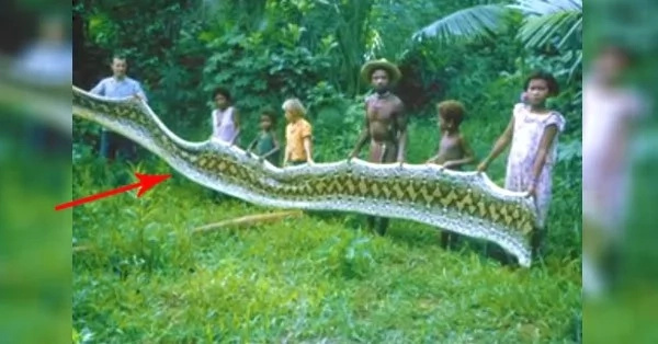 Incredibly Gigantic Python Was Caught In The Philippines. It Was Said To Have Eaten The Livestock And People! Incredibly Gigantic Python Was Caught In The Philippines. It Was Said To Have Eaten The Livestock And People!