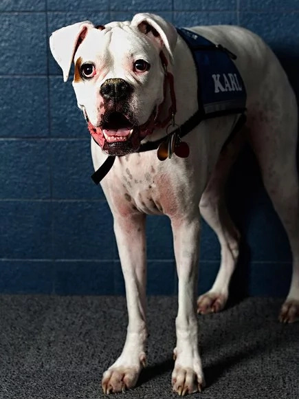 Therapy dog helps child victims testify in court Therapy dog helps child victims testify in court