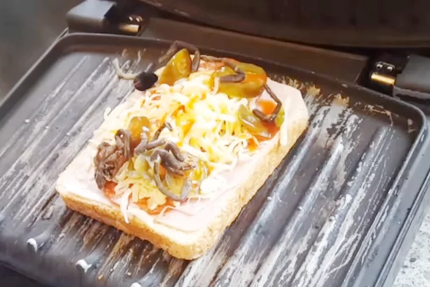 One dead tarantula toast for breakfast, please? Watch as girlfriend serves up the most disgusting sandwich One dead tarantula toast for breakfast, please? Watch as girlfriend serves up the most disgusting sandwich