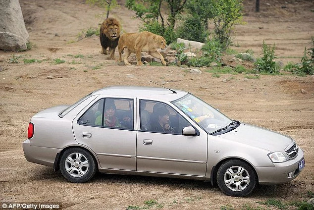 Siberian Tigers kill one, wounds another in Chinese park Siberian Tigers kill one, wounds another in Chinese park