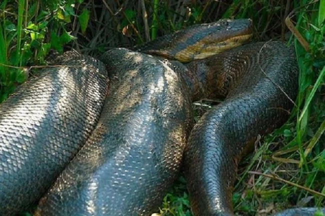 anaconda anaconda