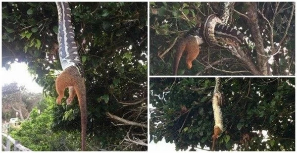 See dramatic moment a huge python swallows a possum whole while dangling from a tree (photos, video)