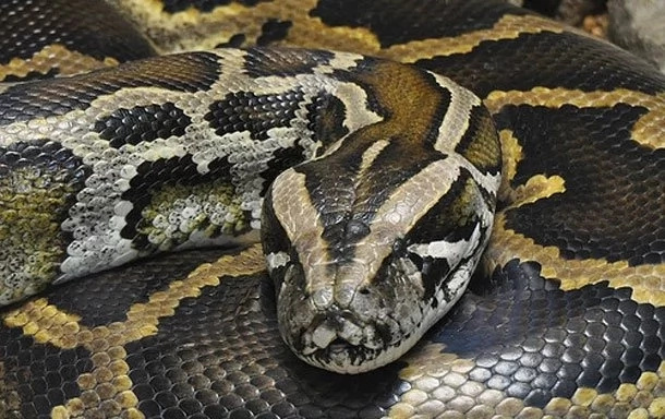 SHOCKING: This Woman Sleeps With Her Python Every Night But The Vet Told Her This! SHOCKING: This Woman Sleeps With Her Python Every Night But The Vet Told Her This!