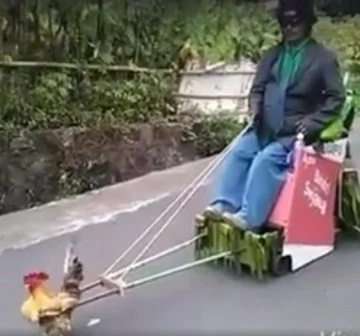 Rooster pulls loaded cart, video went viral Rooster pulls loaded cart, video went viral