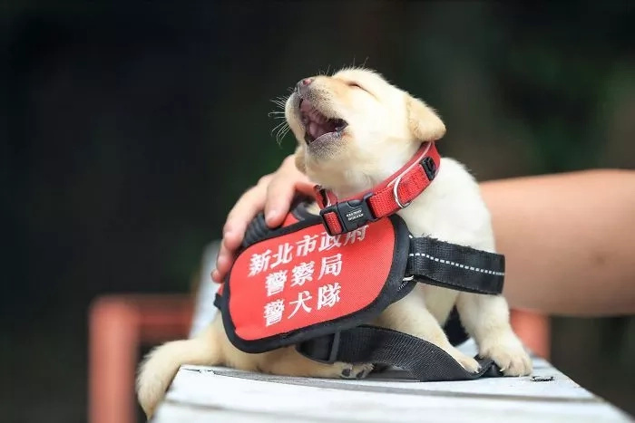 These police pups are too cute to handle! These police pups are too cute to handle!