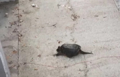 Fisherman brutally murders turtle Fisherman brutally murders turtle