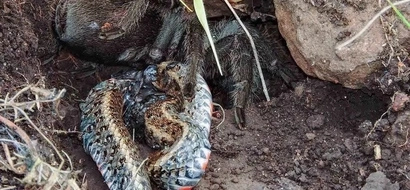 Gigantic Tarantula Devours A Snake In Never Before Seen Footage