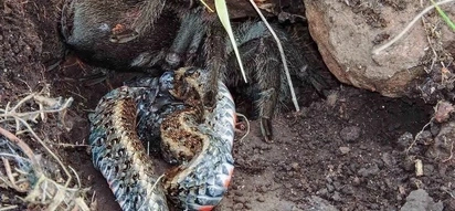 Gigantic Tarantula Devours A Snake In Never Before Seen Footage