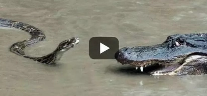 VIDEO: Giant SNAKE vs scary alligator brutal fight! The ending will SHOCK you