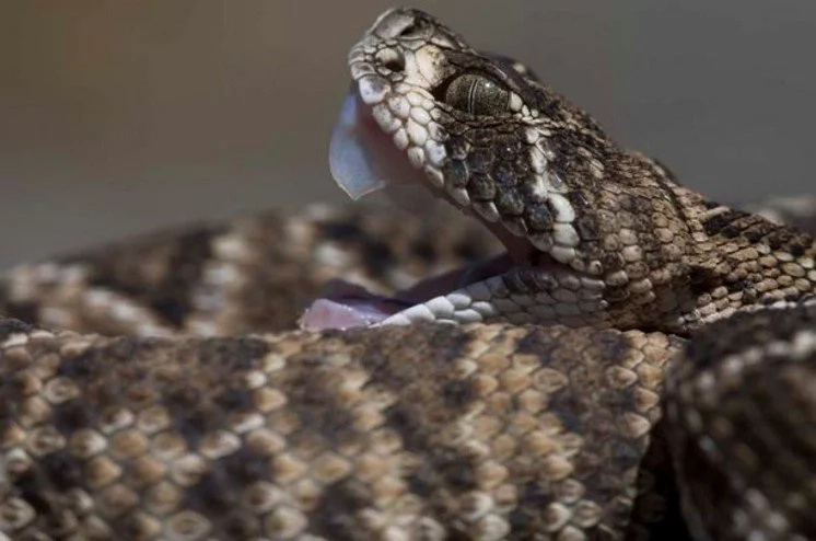 Decapitated Snake Head Bites Guy After He Cuts Its Head Off Decapitated Snake Head Bites Guy After He Cuts Its Head Off