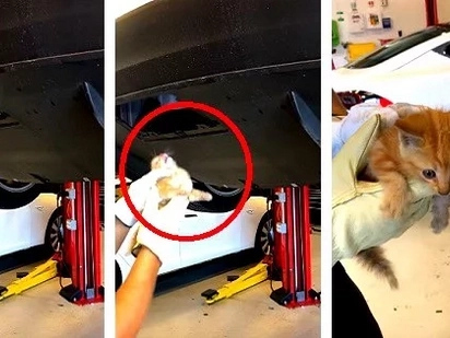 Driver found a kitten trapped in his car's rear bumper. The poor animal's heart-stopping rescue was caught on video!