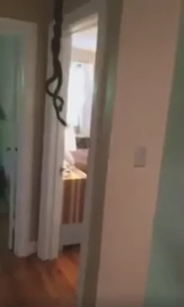 Homeowner found snakes in a heated embrace from his ceiling Homeowner found snakes in a heated embrace from his ceiling
