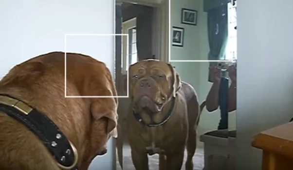 Giant Dog Notices Himself In The Mirror For The First Time, WATCH His Hilarious Reaction Giant Dog Notices Himself In The Mirror For The First Time, WATCH His Hilarious Reaction