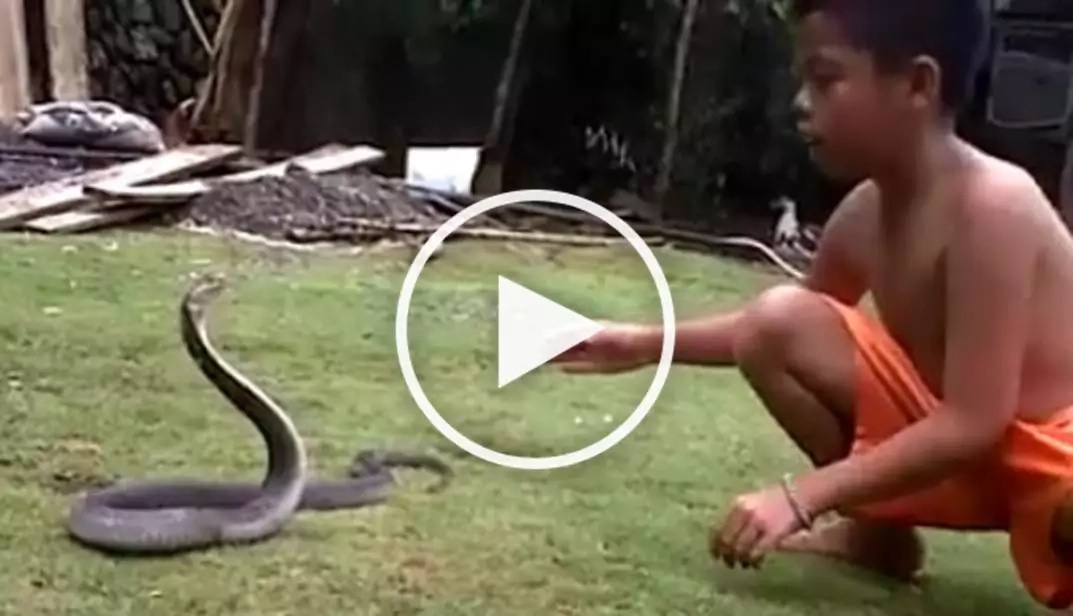 Brave boy battled deadly cobra and he nailed it