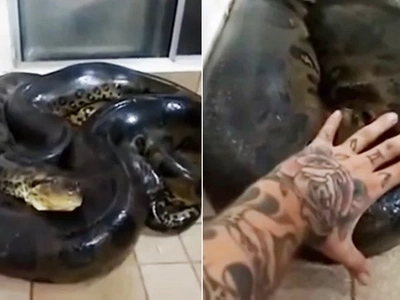 WATCH: Man touches anaconda; what happens next won't make you sleep