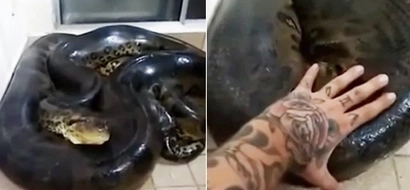 WATCH: Man touches anaconda; what happens next won't make you sleep