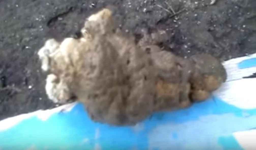 That was gross! Pinoy kid touches dog poop for P20 That was gross! Pinoy kid touches dog poop for P20
