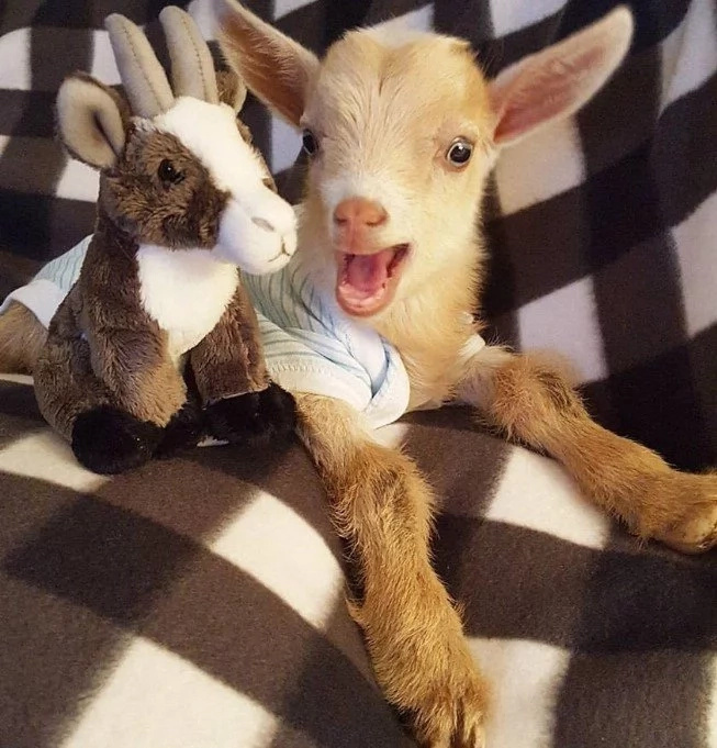 Goat Born Without Back Legs Finds The Perfect Mom To Raise Him Goat Born Without Back Legs Finds The Perfect Mom To Raise Him