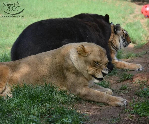 Watch how a lion, tiger and bear became inseparable friends. The most alluring thing you’ve seen in a while Watch how a lion, tiger and bear became inseparable friends. The most alluring thing you’ve seen in a while