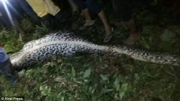 Sickening moment dead man cut out of 7-metre long PYTHON's stomach after being swallowed whole (photos)