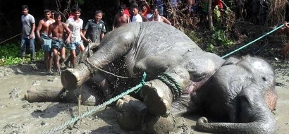 Elephant’s heart gives out after walking more than 1,600km back to Bangladesh